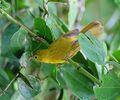 Flickr - Rainbirder - Little Yellow Flycatcher (Erythrocercus holochlorus), crop.jpg