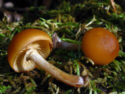 Galerina marginata 61108.jpg