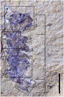 Gaoloufangchaeta bifurcus holotype.jpg