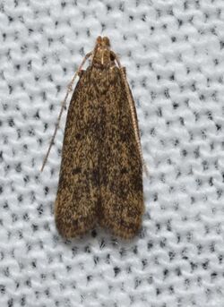 Glyphidocera juniperella – Juniper Tip Moth (14557268758).jpg