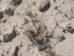 Glyptodontopelta ostoderm at "Warwick's Ankylosaur Hill", as originally found in 2003.jpg