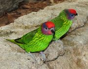 A green parrot with a light green underside, black-tipped wings, violet cheeks, a purple streak behind the eyes, and a red forehead