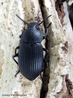 Gonocephalum depressum (Fabricius, 1801) Darkling Beetle Tenebrionidae (16284031975).jpg
