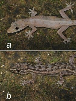 Hemidactylus paivae Reptile species (10.3897-zse.96.51997) Figure 6.jpg