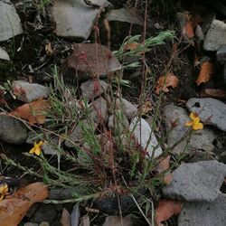 Hypericum thesiifolium.jpg