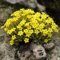 IMG 0475-Dionysia khuzistanica.jpg