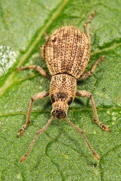 Imported Long-horned Weevil - Calomycterus setarius, Pt. Pelee National Park, Leamington, Ontario.jpg