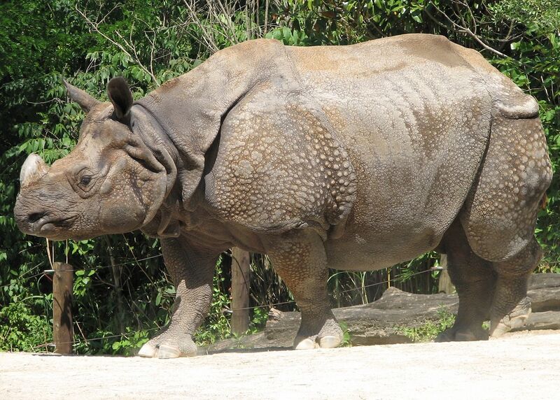 File:Indian Rhino Image.jpg