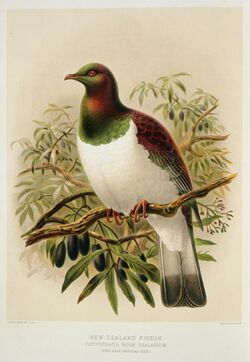Illustration of New Zealand pigeon