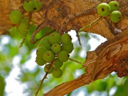 Knob Fig Tree (Ficus sansibarica) fruits (11498883455).jpg