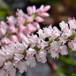 Largeflower jointweed (Polygonella robusta).jpg