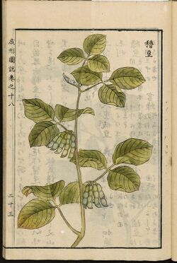 Botanical illustration, Seikei Zusetsu (1804)