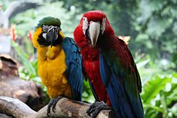 Macaws at Jurong Bird Park -Singapore-8.jpg