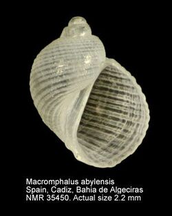 Macromphalus abylensis PICTURES NMR993000035450A.jpg