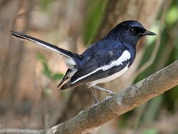 Madagascar Magpie Robin RWD.jpg