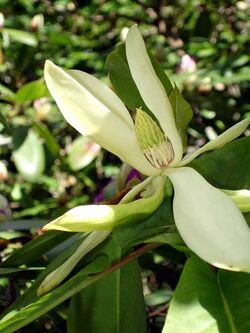 Magnolia fraseri1a.UME.jpg