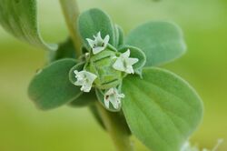 Closeup photograph of leaves and a flower head with white flowers