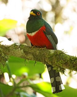 Masked Trogon (Trogon personatus) (20144038635).jpg