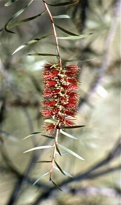 Melaleuca chisholmii.jpg