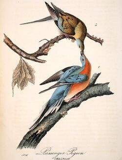 Mershon's The Passenger Pigeon (Audubon plate, crop).jpg