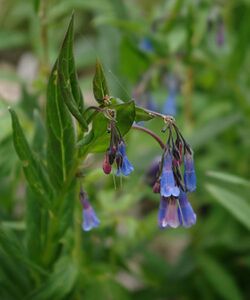 Mertensia franciscana1.jpg