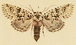 Merveille-du-Jour Moths of the British Isles.jpg