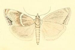 Metaeuchromius lata.JPG