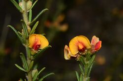 Mirbelia aotoides.jpg