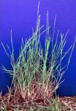 Muhlenbergia richardsonis FS-1.jpg