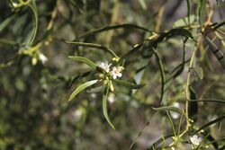 Myoporum platycarpum.jpg