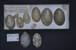Naturalis Biodiversity Center - RMNH.MOL.138070 - Nacella mytilina (Helbling, 1779) - Nacellidae - Mollusc shell.jpeg