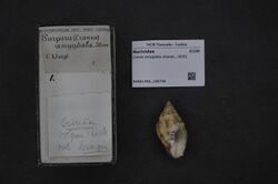 Naturalis Biodiversity Center - RMNH.MOL.198748 1 - Cronia amygdala (Kiener, 1835) - Muricidae - Mollusc shell.jpeg
