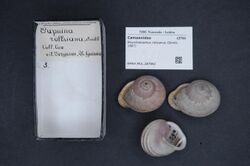 Naturalis Biodiversity Center - RMNH.MOL.287882 - Rhynchotrochus rollsianus (Smith, 1887) - Camaenidae - Mollusc shell.jpeg