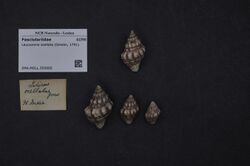 Naturalis Biodiversity Center - ZMA.MOLL.355905 - Leucozonia ocellata (Gmelin, 1791) - Fasciolariidae - Mollusc shell.jpeg