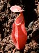 Nepenthes vieillardii pitcher cropped.jpg