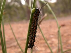 Nyctemera amicus larva 2.jpg