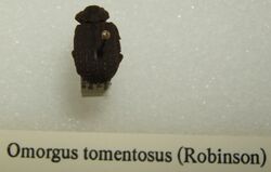 Omorgus tomentosus sjh.jpg