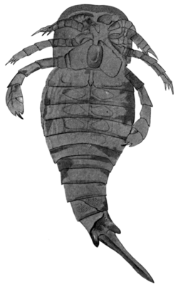 Onychopterella kokomoensis holotype.png