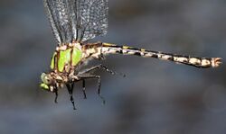 Ophiogomphus carolus 52323986.jpg