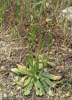 Ophrys speculum Mallorca 01.jpg