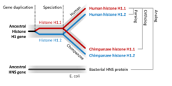 Ortholog paralog analog examples.svg