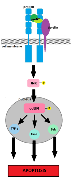 P75NTR-JNK-mediated Apoptosis.png