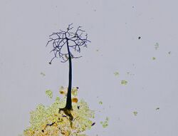 Paradiacheopsis solitaria.JPG
