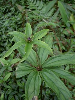 Paris polyphylla PICT6023.jpg