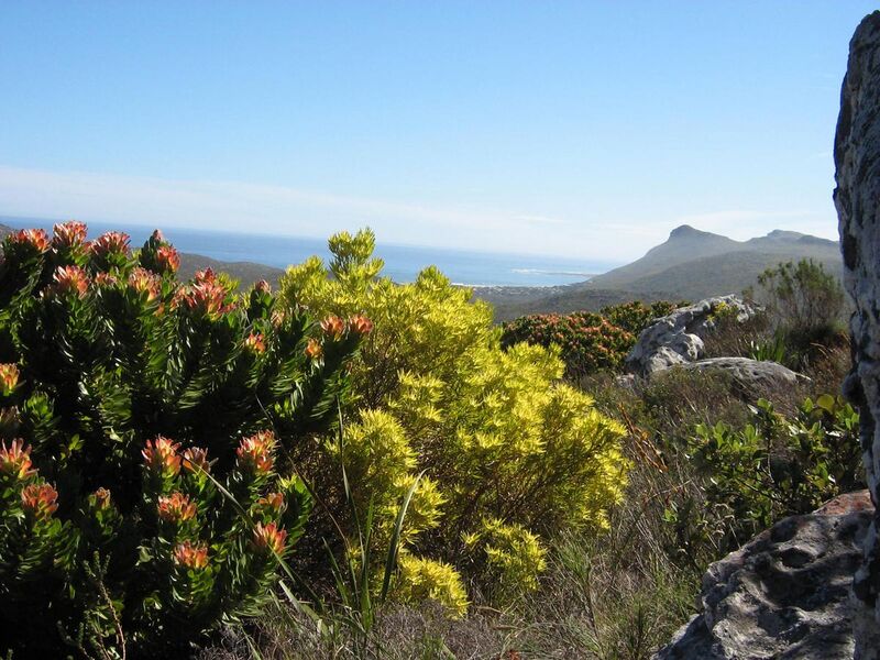 File:Peninsula Sandstone Fynbos - Cape Town 8.JPG