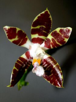 Phalaenopsis sumatrana Orchi 036.jpg