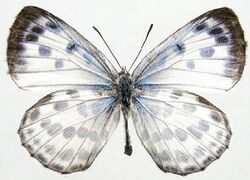 Phengaris atroguttata.JPG