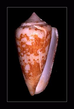 Philippine Cone - Conus telatus 001.jpg