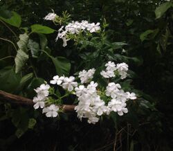 Phlox paniculata Kentucky.jpg