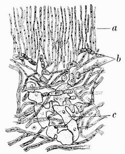 Physcia ciliaris Baur 1904.jpg